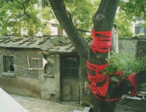 Tianjin Lan Shou Quan Founding Temple's Sacred Tree