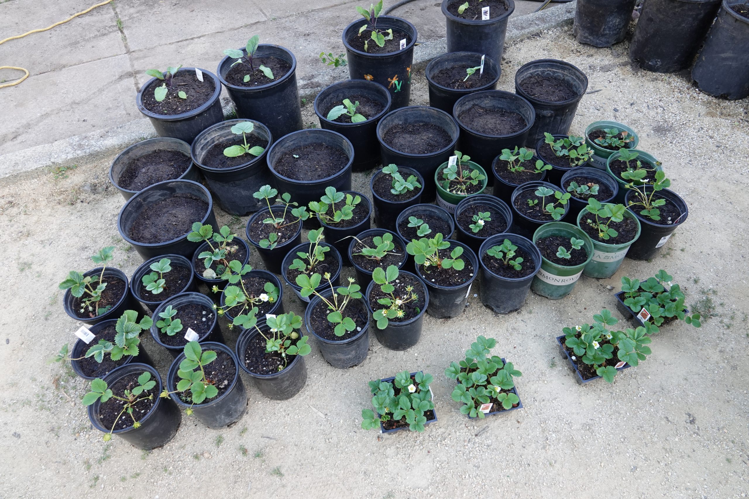 Pictures from Sifus’ Victory Garden